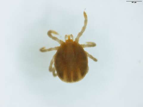 Image of Ixodes uriae White 1852