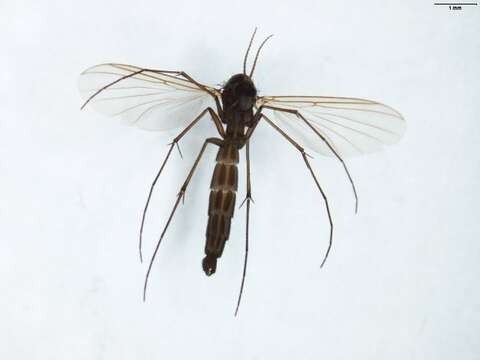 Image of <i>Rymosia placida</i>