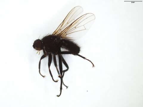 Image of Scathophaga litorea (Fallen 1819)