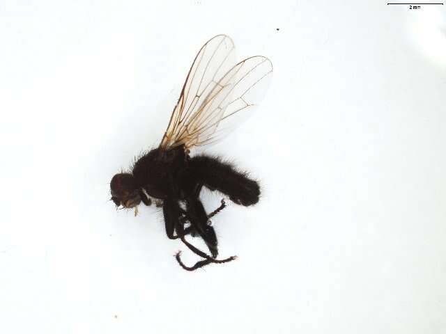 Image of Scathophaga litorea (Fallen 1819)
