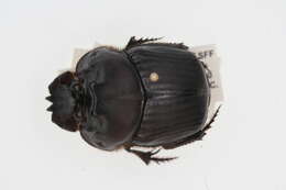 Image of Coprophanaeus