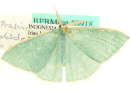 صورة Prasinocyma obsoleta Warren 1906