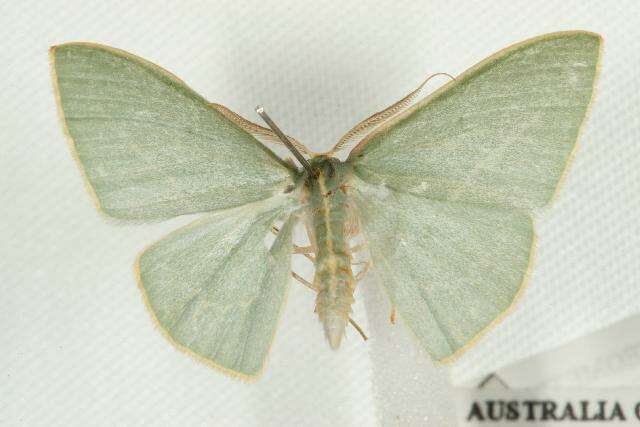 Image of Chlorocoma carenaria Guenée 1857