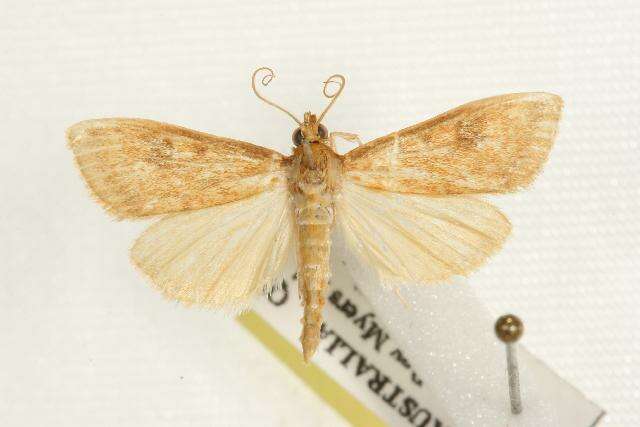 Ostrinia furnacalis Guenée 1854 resmi