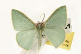 Image of Chlorocoma assimilis Lucas 1888