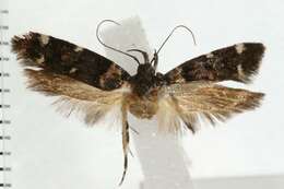 Image of Macrobathra diplochrysa Lower 1894