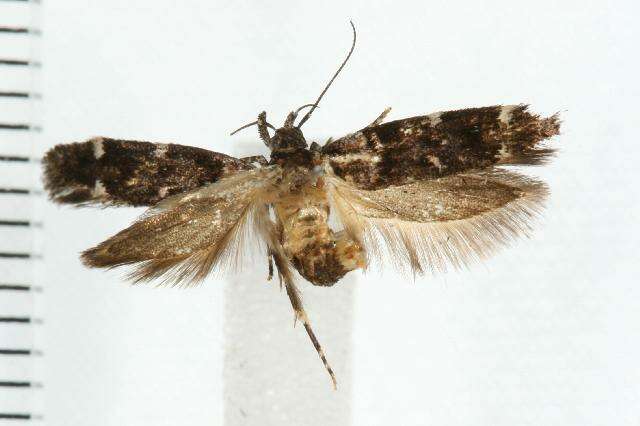 Image of Macrobathra diplochrysa Lower 1894