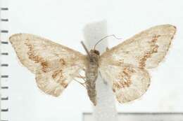 Image of Idaea iodesma Meyrick 1897