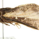 Image of Oxycanus aedesima Turner 1929