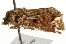 Image de Callopistria rivularis Walker 1857