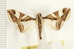 Слика од Agrioglypta excelsalis Walker (1866)