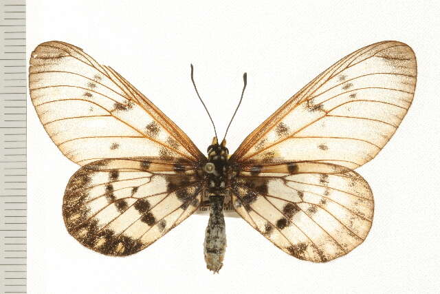 Image of Acraea andromacha Fabricius 1775