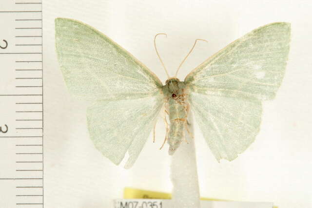 Image of Chlorocoma carenaria Guenée 1857