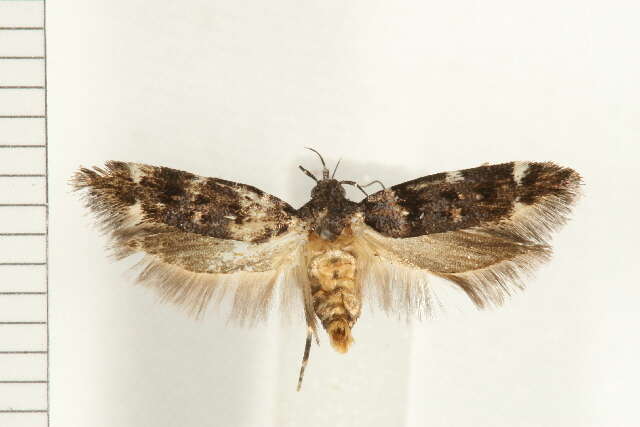 Image of Macrobathra diplochrysa Lower 1894