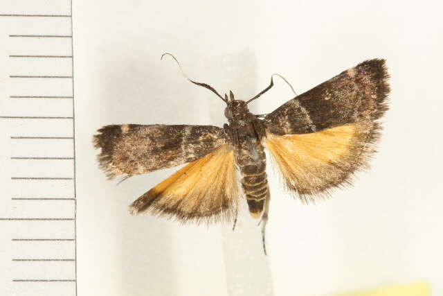 Image of Lasiosticha canilinea Meyrick 1879