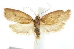 Image of <i>Prionocris complanula</i>