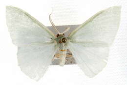 Image of Chlorocoma carenaria Guenée 1857