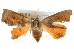 Image de Hyblaea ibidias Turner 1902