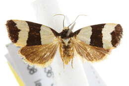 Image of Micrapatetis leucozona Turner 1902