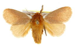 Image of Comana albibasis