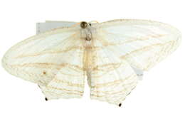 Image of Acropteris teriadata Guenée