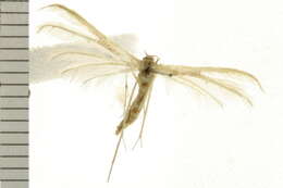 Image of <i>Pterophorus albidus</i>