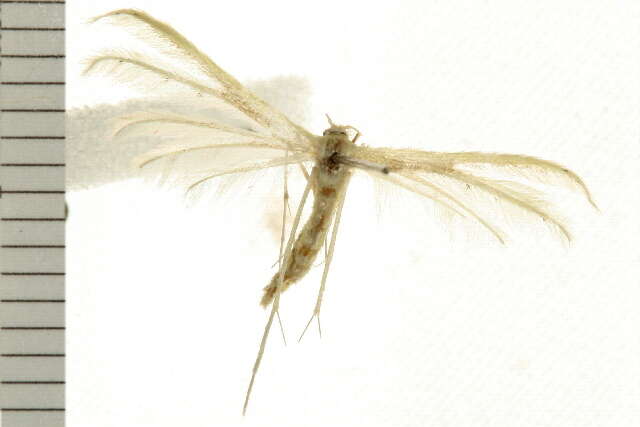 Image of <i>Pterophorus albidus</i>