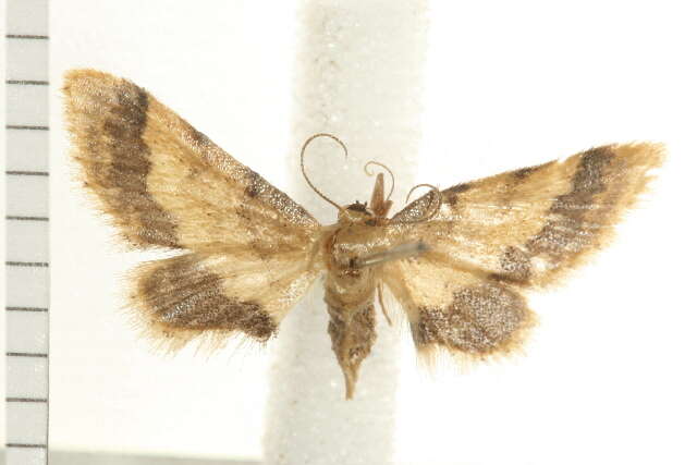 Image of Idaea trypheropa Meyrick 1889