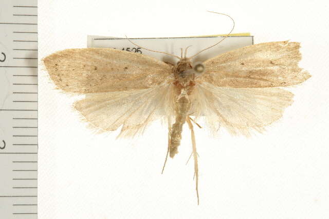 Image of concealer moths