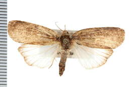 Image of Ochthophora