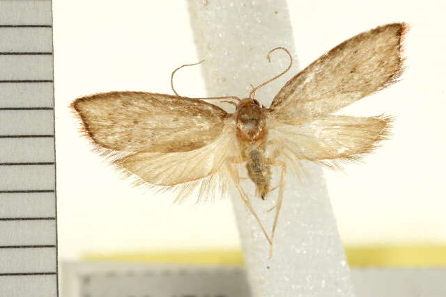 Image of Parocystola leucospora Turner 1896