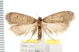 Image of <i>Philobota sordidella</i>