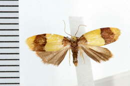 Image of Heterallactis euchrysa Meyrick 1886