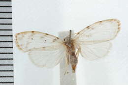 Schistophleps albida Walker 1864的圖片