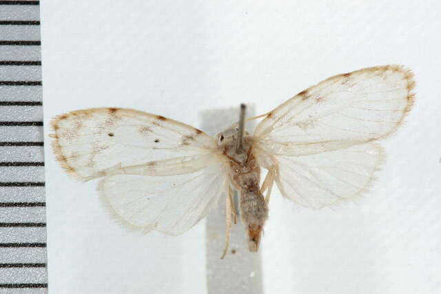 Schistophleps albida Walker 1864的圖片