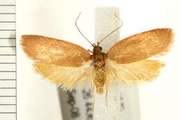 Image of <i>Enoplidia simplex</i>