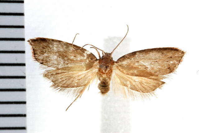 Image of Parocystola leucospora Turner 1896
