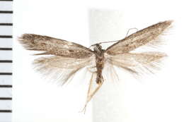 Image of Pseudotheta syrtica Meyrick 1902