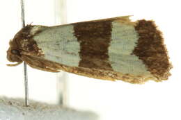 Image of Micrapatetis leucozona Turner 1902