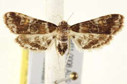 Image of <i>Elophila difflualis</i>