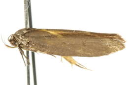 Image of Oenochroa lactella Walker 1864