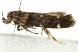 Image of Macrobathra diplochrysa Lower 1894