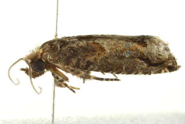 Image of Lantana Flower-Cluster Moth