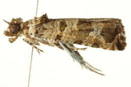 Lobesia peltophora Meyrick 1911 resmi