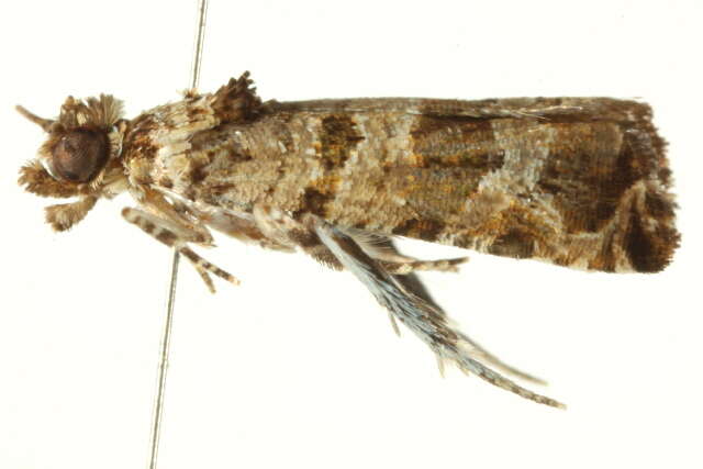 Lobesia peltophora Meyrick 1911 resmi