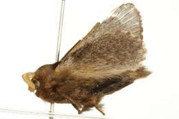 Image of Symphyta nyctopis Turner 1902