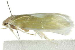 Image of Acraephnes litodes