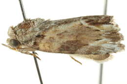 <i>Etanna breviuscula</i>的圖片