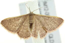 Image of Idaea