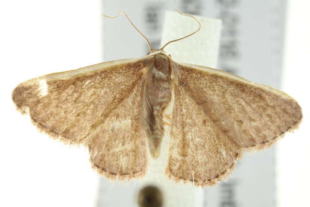 Image of Idaea